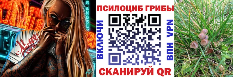 Псилоцибиновые грибы Cubensis  Купить где  Гдов 